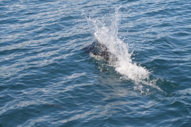 20140728_273 (Small)