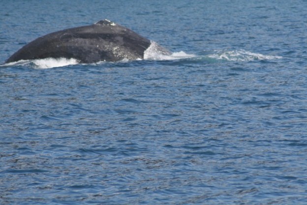 20140728_560 (Small)