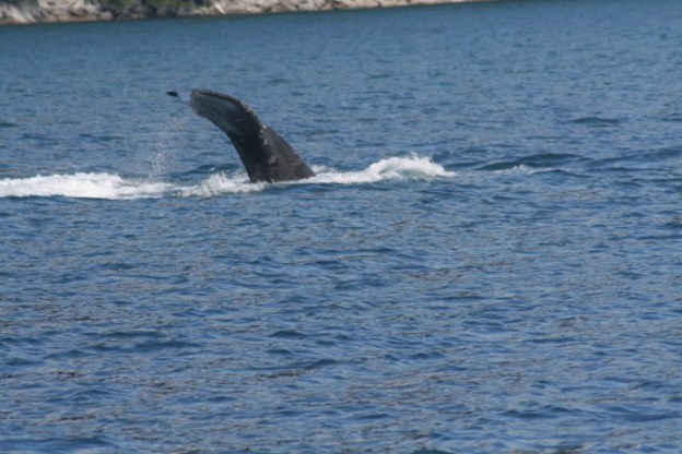 20140728_561 (Small)