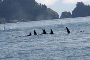 Probably the highlight of the day.  Three pods of Orcas, about 30 of them, traveling together.