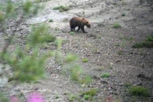 A little farther down the road.  Papa bear